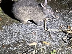 p񂳂̉iCgcA[T[rXւ̓eʐ^1