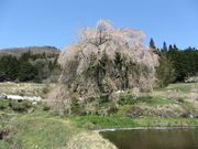 �C�C�ꃉ�C�_�[����̗^���̂�������̓��e�ʐ^5