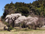 �C�C�ꃉ�C�_�[����̒��o�̂�������̓��e�ʐ^1