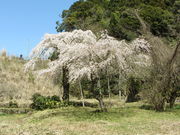 �C�C�ꃉ�C�_�[����̒��o�̂�������̓��e�ʐ^2