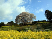 CCꃉC_[̔n̎R̓eʐ^1