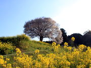 CCꃉC_[̔n̎R̓eʐ^2