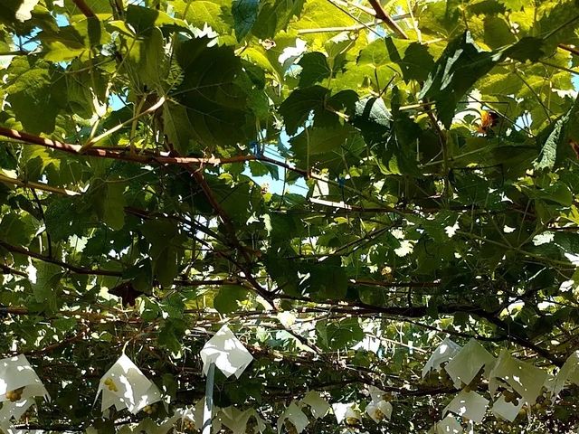 �V���C���}�X�J�b�g_�܂����уt�@�[��