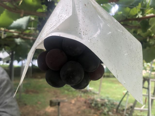 ����͒���p�[�v���H�ł�_�׉ʉ�