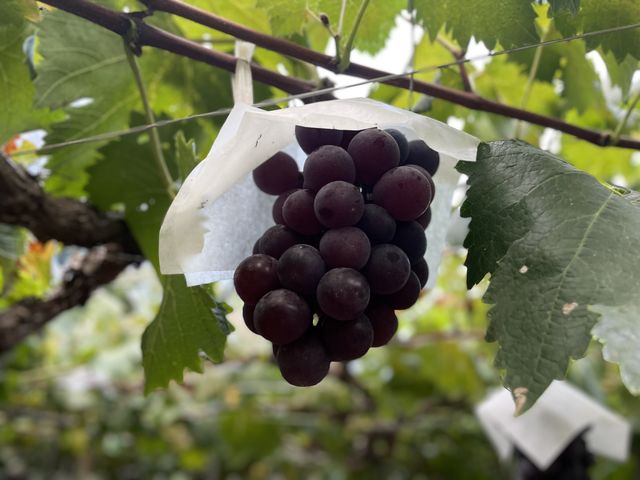 �s�I�[�l_�[���̋u�ό��_��(�����s�ό��Ԃǂ��Z���^�[�����x��)