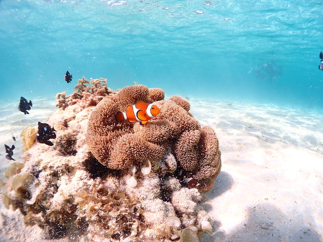 �{�Ẫj��_CHAMP TOUR �{�Ó�