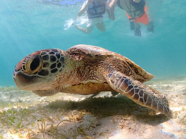 ���C�ɓ���̈ꖇ_CHAMP TOUR �{�Ó�