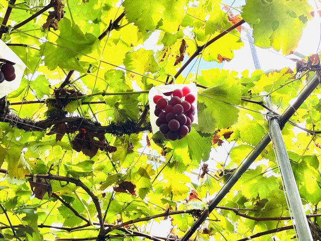 10���������炢����V�C���ǂ��Ȃ��Ă��܂���_�[���̋u�ό��_��(�����s�ό��Ԃǂ��Z���^�[�����x��)