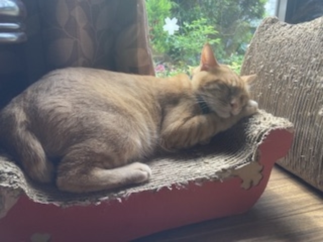 �ی�L_�ی�L�J�t�F�@�ΔL