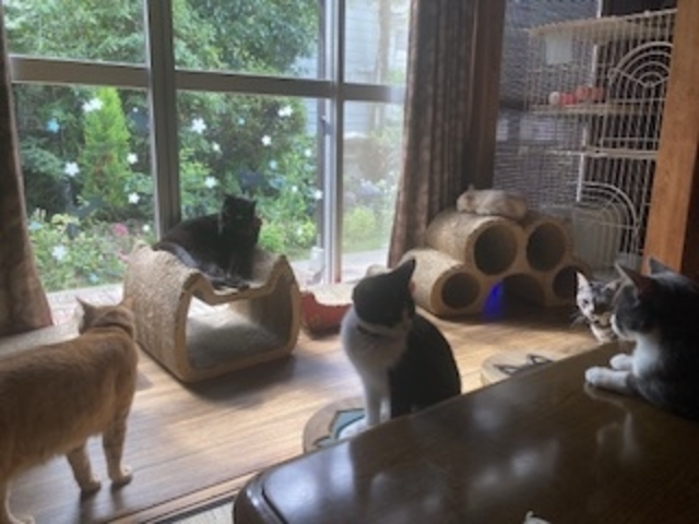 �݂�Ȃ܂�����_�ی�L�J�t�F�@�ΔL