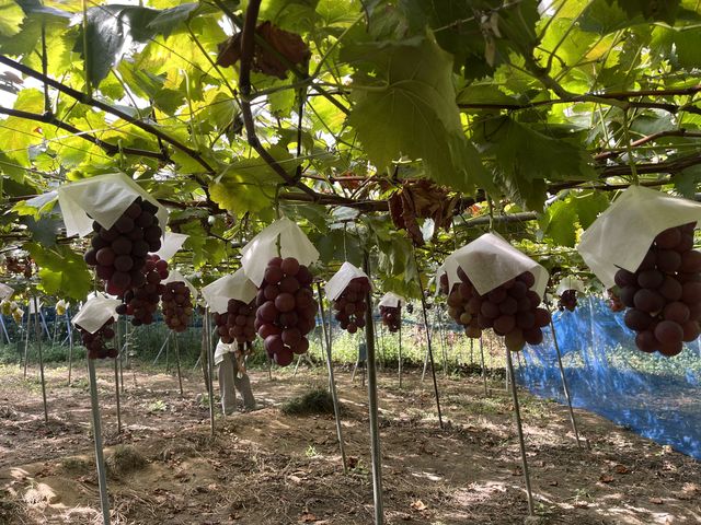 �������񂠂�܂����I_�[���̋u�ό��_��(�����s�ό��Ԃǂ��Z���^�[�����x��)