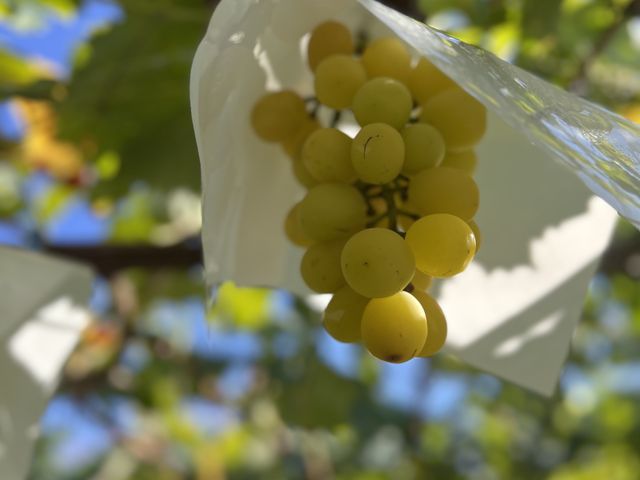 �V���C���}�X�J�b�g_�܂����уt�@�[��