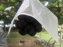 ݂񂳂̑׉ʉւ̓eʐ^1