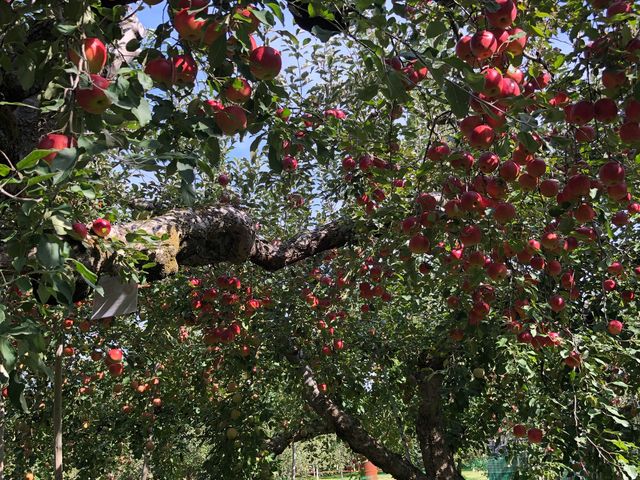 �G�ɕ`�����悤�ȃ����S�̖؁I_�����_��