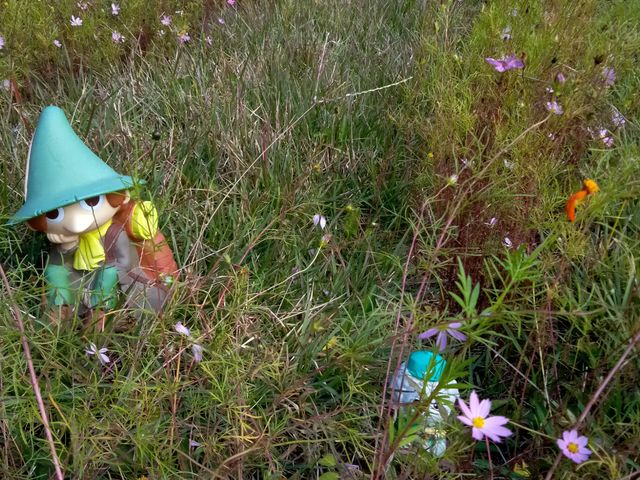 �R�X���X�ȊO�ɂ����낢��ȉԂ��炢�Ă��܂��B_�Ƃ�̃R�X���X�̗�