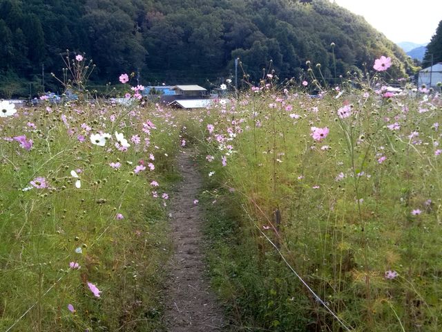 �R�X���X�̖��H�������܂��B_�Ƃ�̃R�X���X�̗�