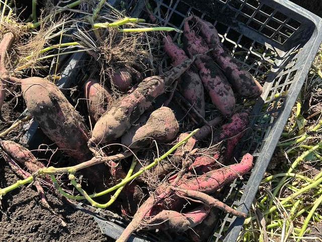 �y�̉��܂ň���Ă����̂ŁA�܂炸�Ɍ@��̂Ɏl�ꔪ�ꂗ_�����n���_��