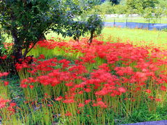 CCꃉC_[̂ЂԂ̗ւ̓eʐ^3