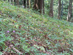 ���������񂳂�̌�x�R�̃����Q�V���E�}�ւ̓��e�ʐ^1