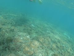 ݂ǂ񂳂̉vKChNuւ̓eʐ^1