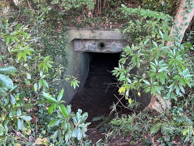 �C��Ղ̊Ŕ̌��ɂ���e���_��[�����R����