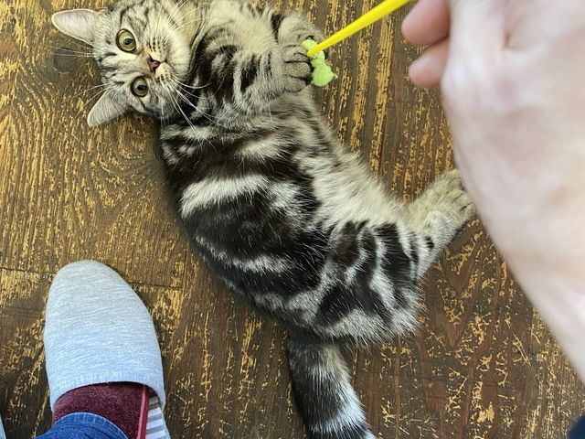 �f�r���[�����Ẵl�R�����ł��i�΁j_�L�J�t�F�@���L