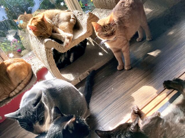 �F���ǂ������ڂ���_�ی�L�J�t�F�@�ΔL