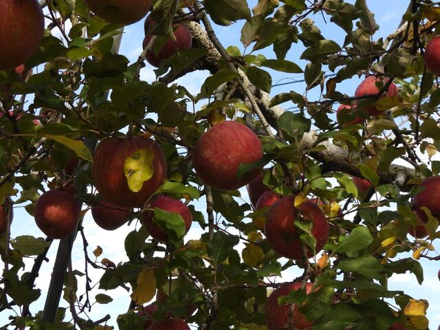 ����������񂲂���_�M�B�������蒬�k���_��