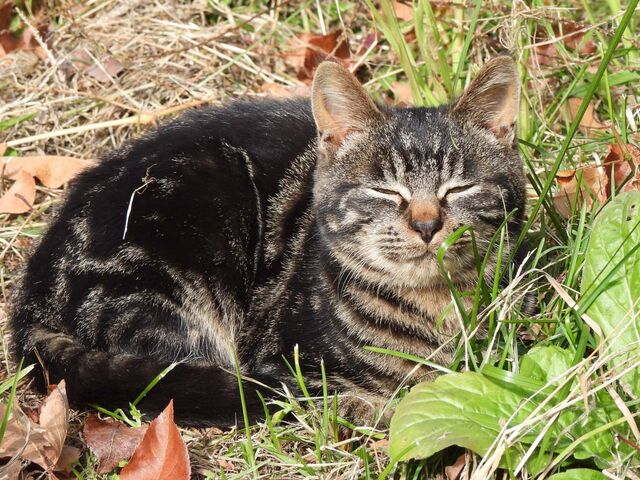 ���킢���L�����܂���_�M�B�������蒬�k���_��