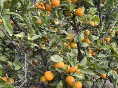 ��������񂳂�̏郖��I�����W���ւ̓��e�ʐ^1