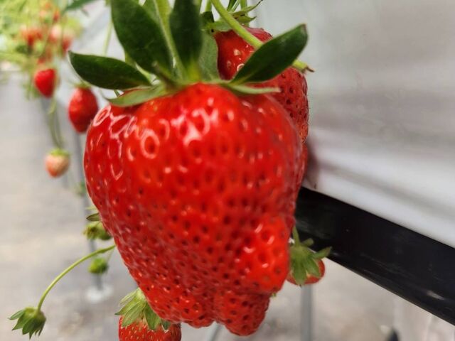 �f�b�J�C������_�T�j�[�_��