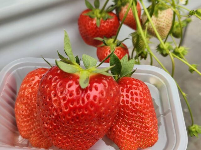 ��R�����Ė������A_�T�j�[�_��