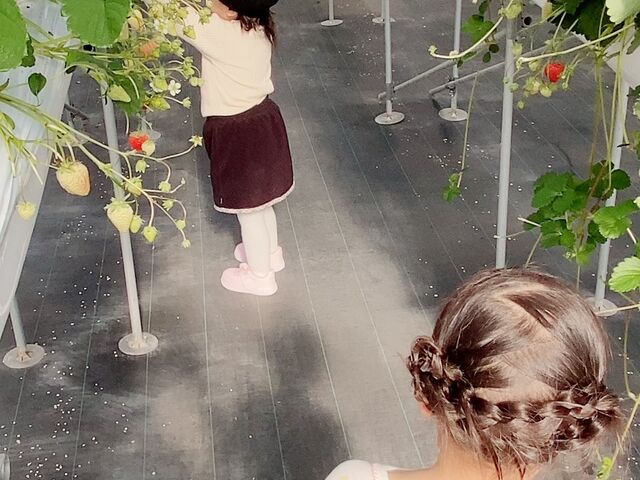 友人の子と娘のいちご狩り_ロックファーム京都(あざといちごハウス)