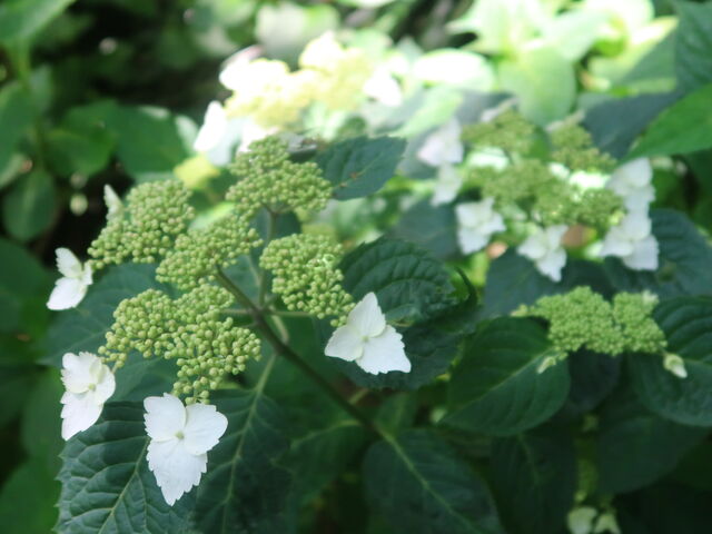 UH̃AWTCB}AWTCł傤B_J@]UH