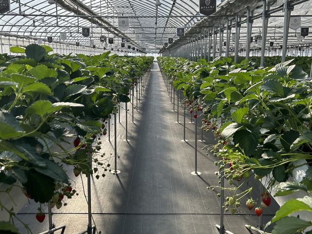 ベビーカーも通れます_ロックファーム京都(あざといちごハウス)