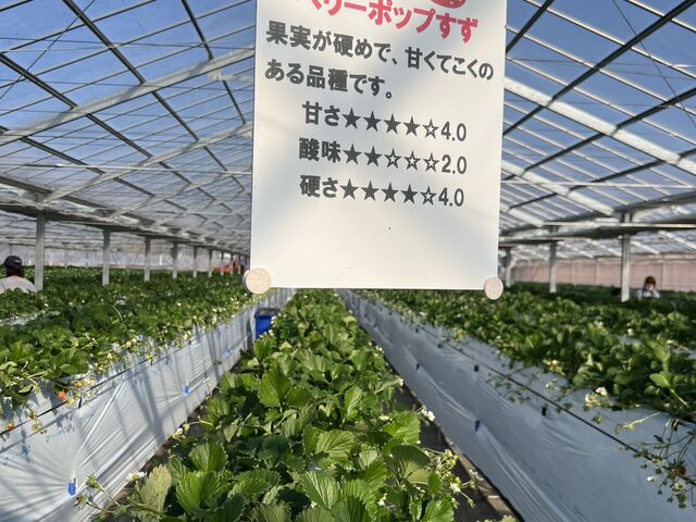 �x���[�|�b�v�������܂ł����I�I_Aikawa Strawberry House