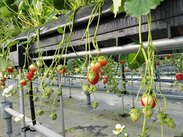 ��������̂������A�K���I_ICHIGOHOUSE HITACHINAKA