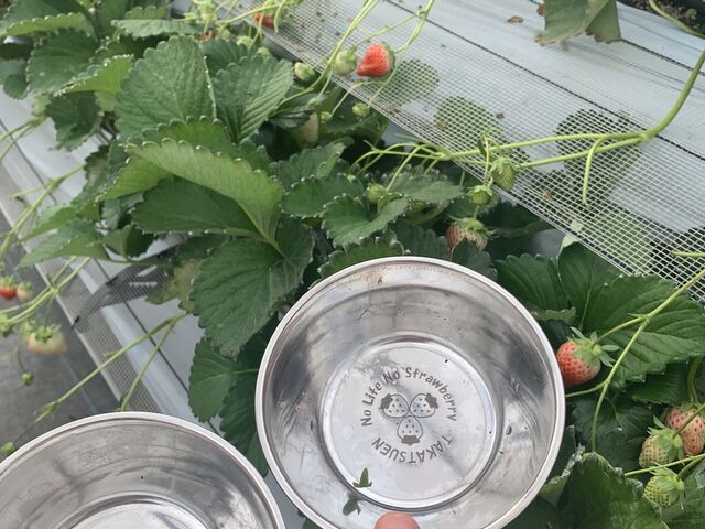 �w�^�p�̃J�b�v�������ăe���V�������オ��܂�_���É�