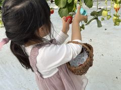 񂳂ichigos Yokohama-C`SXlւ̓eʐ^1