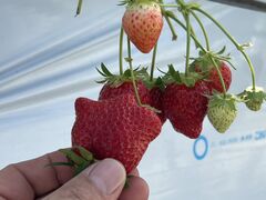 Aikawa Strawberry Houseւ̓eʐ^1