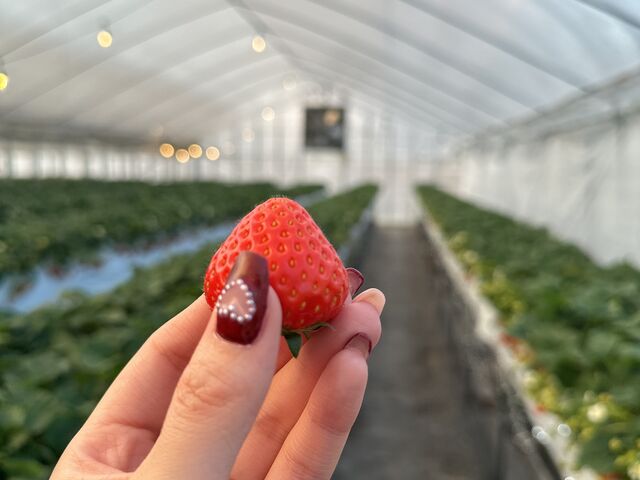 �[���A�Â��Ȃ��Ă���ƃ��C�g�A�b�v�����Ă�݂����Ȃ̂ŁA�[���ȍ~�ɍs���̂������ȂƎv���܂����I_�I�m�E�G�_���`Strawberry Farm �gRuby�h�`