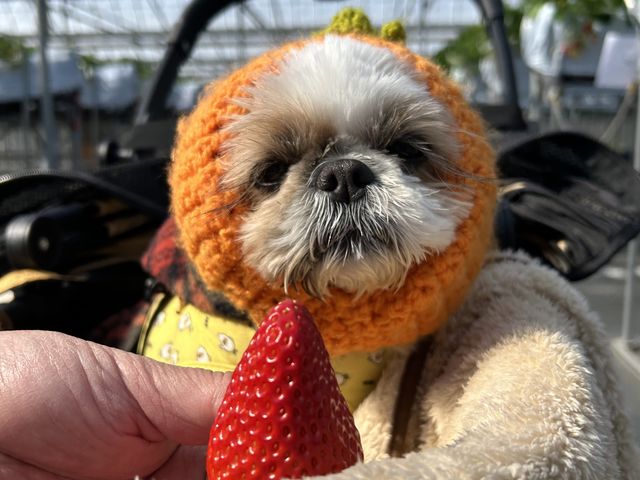 �����R���������ˁI_���܂���t���[�c�t�@�[��