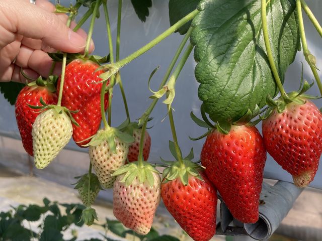 ������_�������񂿂̂��������