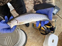 Ȃ܌΃LvO@킩ނ̎ʐ^1