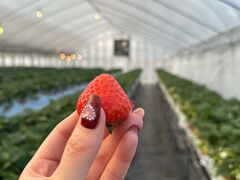 AC[̃ImEG_`Strawberry Farm gRubyh`ւ̓eʐ^1