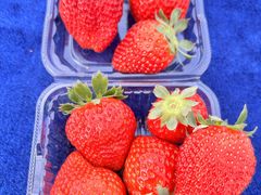 ���B�b�c����̗��䕉��ւ̓��e�ʐ^1