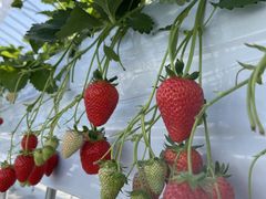 [Sekiyado Berryւ̓eʐ^1