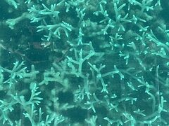 Ђ񂳂̐약}T[rXւ̓eʐ^1