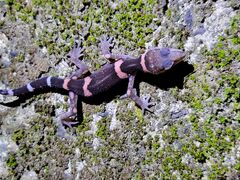 nina����̗��FTokunoshima�ւ̓��e�ʐ^1