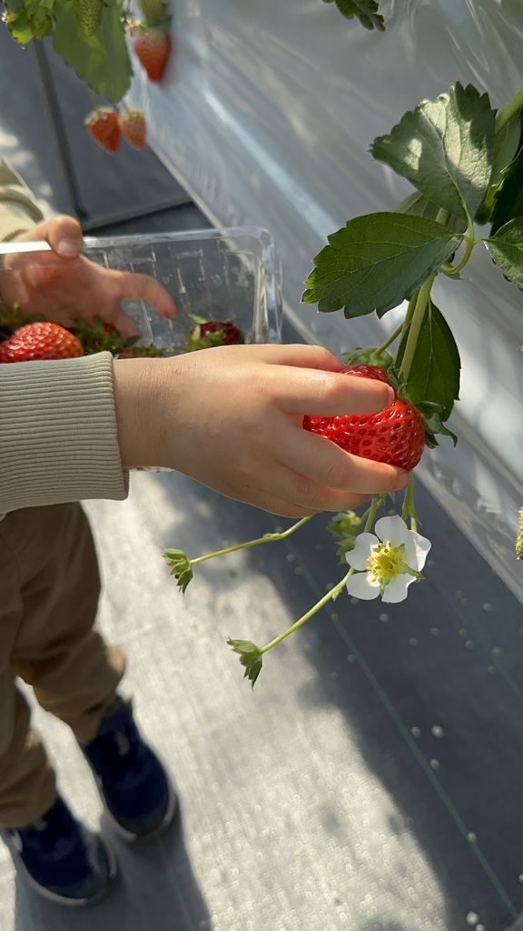 東松山駅周辺の果物・野菜狩りランキングTOP10 - じゃらんnet